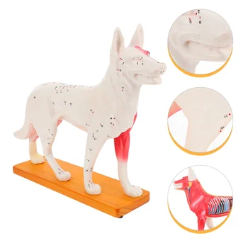 Pes, Psie Akupunktúra Model Anatómie Lekárskej Učebná Pomôcka Labs Dodávky